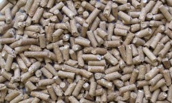 radicelles de malt